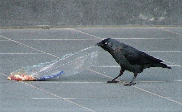 vogel trekt aan plastic zakje