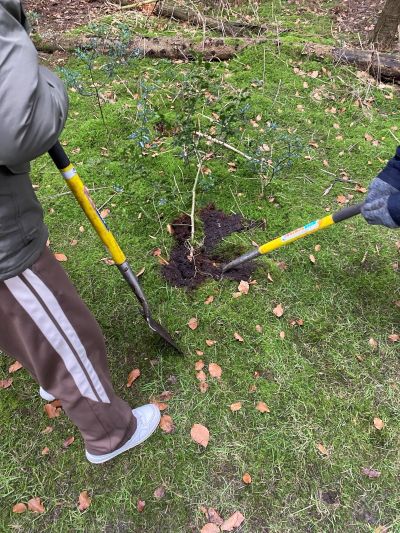leerlingen planten een boom in de grond
