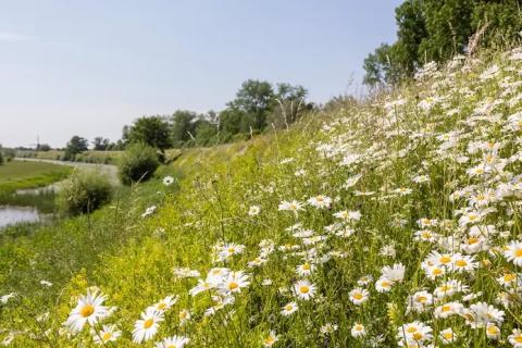 dijk met bloemen