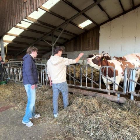 2 leerlingen Stanislas College Pijnacker voeren koeien