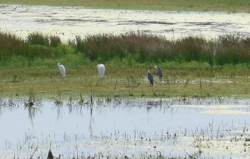 reigers in meertje